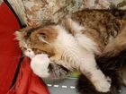 Персидский кот вязка объявление продам