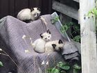 Котята от сиамской кошечки объявление продам