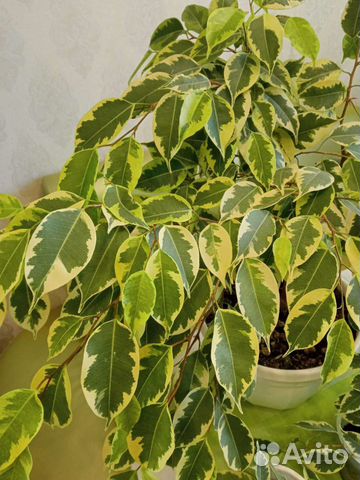 Фикус бенджамина пестролистный