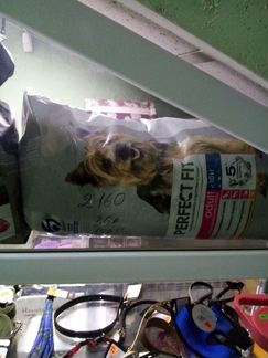 Корма для домашних животных