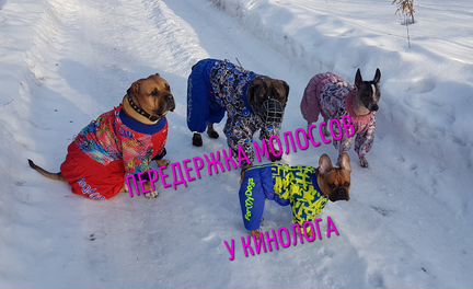 Дрессировка. Передержка крупных и агрессивных