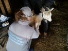 Лечение мелких и сельскохозяйтсвенных животных объявление продам