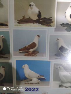 Корма и добавки для голубей