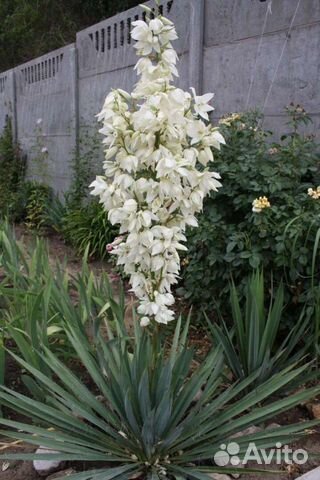 Юкка нитчатая Колор Гуард