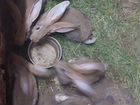 Кролики породы ризен объявление продам