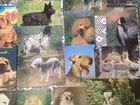 Открытки, наборы открыток с животными