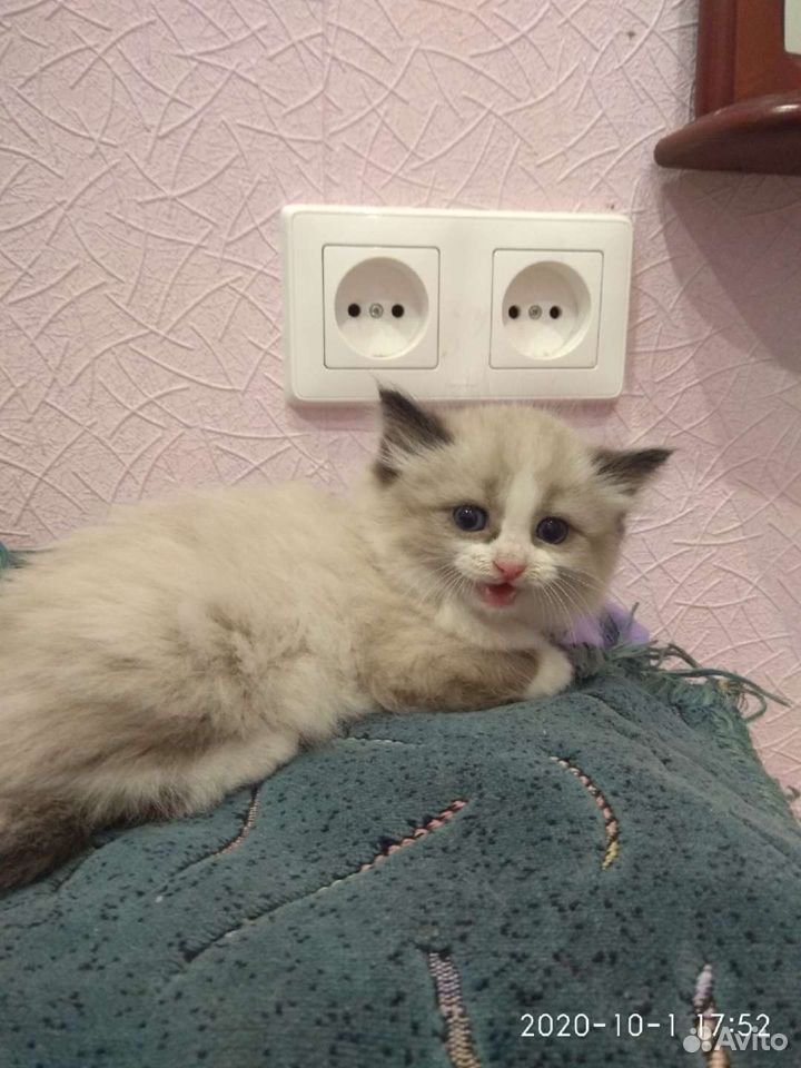 Котята в добрые руки