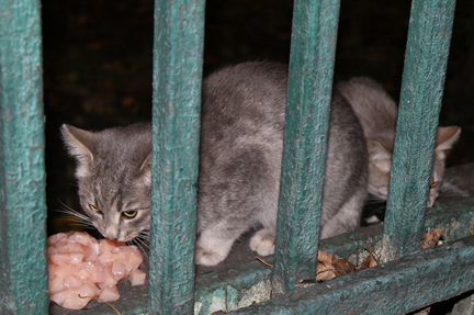 Котёнок Павлуша, 3 мес