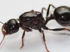 Муравьи Жнецы, есть опт, муравьи другие, фермы объявление продам