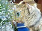 Сибирская кошка Бусьен бесплатно