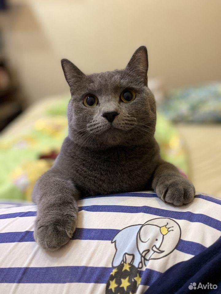 Кошка