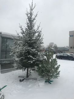 Сосна и ель живая новогодняя срезанная 4 метра