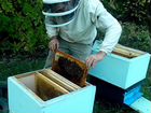 Пчелосемья с улием объявление продам