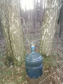 Берёзовый сок для иммунитета и защиты от вируса