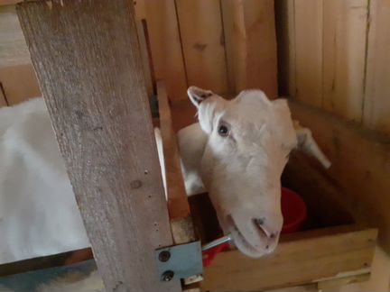 Зааненская дойная коза - фотография № 6