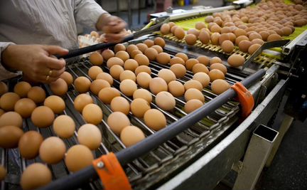 Фасовщики яичек Работа сидя Вахта 15/15 с питанием