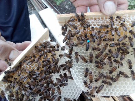Пчеломатки Карника 2021 - фотография № 3