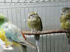Певчий попугай объявление продам