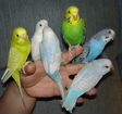 Волнистые попугаи молодые ручные оптом и в розницу объявление продам