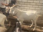 Продам нубийского козла Бирона козочек и козлят