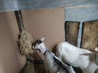 Рептух. Медленная кормушка для коз и лошадей объявление продам