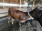 Корова с телятами объявление продам
