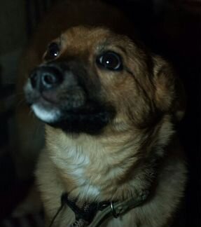 Палевое счастье ) - щенок Аэлита в любящие руки