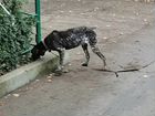 Собака Курцхар рабочая охотничья