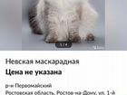 Мошенница продает невских маскарадных котят с чужи