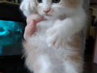 Котёнок Мейн-кун объявление продам