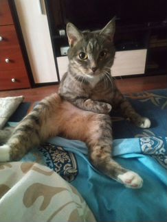 Передержка котов и кошек