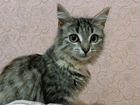 Сибирский котенок+ корм и вознаграждение