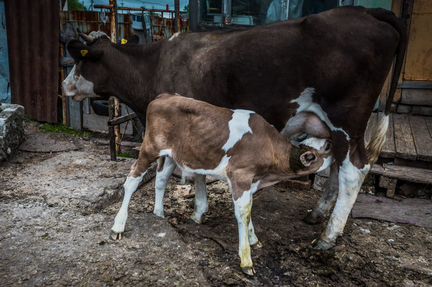 Коровы дойные молочные и телята - фотография № 1