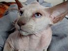 Молодой флоковый котик петерболд