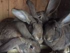 Кролики ризен на развод объявление продам