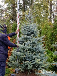 Ель голубая Фат Альберт 2,25м