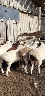 Курдючные бараны овцы - фотография № 2
