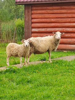 Овца и Баран - фотография № 1