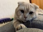 Шотландский котик на вязку объявление продам