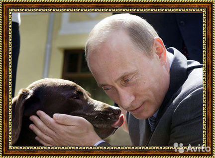 Портрет Владимира Путина в рамке со стеклом