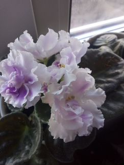 Фиалки (сортовые, Petite Blarney)