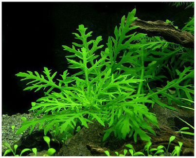 Рыбы,растения,аквариумы и корма