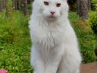 Белый котенок мейн-кун