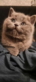 Чистокровные британские котята
