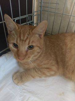 Рыжик хочет домой