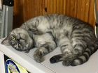 Молли- стерилизованная кошка в терпеливые руки объявление продам