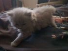 Котенок бесплатно от Русской голубой объявление продам