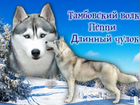Сибирский Хаски щенки объявление продам