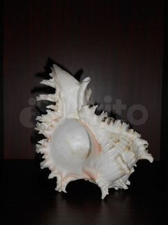 Морские раковины. Коралл
