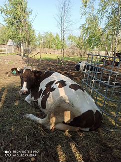Корова дойная, можно на мясо - фотография № 4